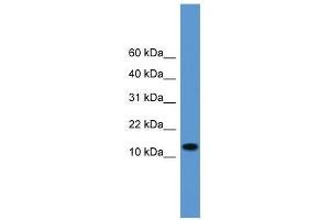 Western Blot showing TAC1 antibody used at a concentration of 1.