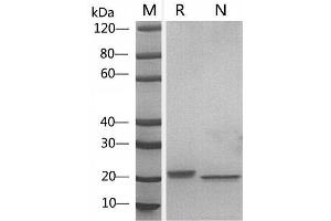 LIF Protein (AA 24-203)