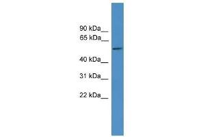 TTYH3 antibody used at 0. (TTYH3 Antikörper  (Middle Region))