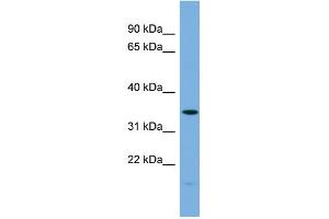 WB Suggested Anti-PLSCR1 Antibody Titration: 0. (PLSCR1 Antikörper  (N-Term))