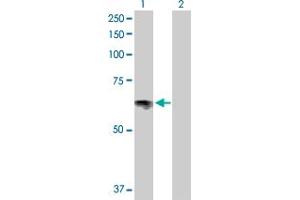 Western Blot analysis of SLC6A4 expression in transfected 293T cell line by SLC6A4 MaxPab polyclonal antibody. (SLC6A4 Antikörper  (AA 1-630))