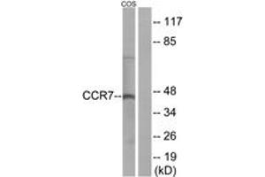 Western Blotting (WB) image for anti-Chemokine (C-C Motif) Receptor 7 (CCR7) (AA 170-219) antibody (ABIN2890754) (CCR7 Antikörper  (AA 170-219))