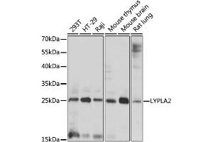 Western blot analysis of extracts of various cell lines, using LYPL antibody (ABIN7268339) at 1:1000 dilution. (LYPLA2 Antikörper  (AA 147-231))