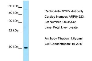 Western Blotting (WB) image for anti-Ribosomal Protein S27 (RPS27) (N-Term) antibody (ABIN2789861)