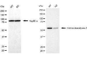 Western blotting analysis using histone deacetylase 2 antibody (ABIN7798931).