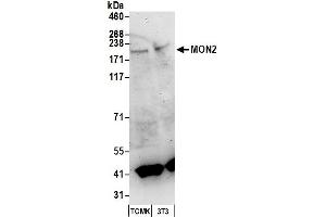 Western Blotting (WB) image for anti-MON2 Homolog (Mon2) (AA 1-50) antibody (ABIN7450456)