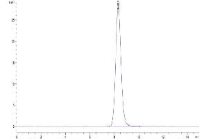 Size-exclusion chromatography-High Pressure Liquid Chromatography (SEC-HPLC) image for Chemokine (C-C Motif) Receptor 8 (CCR8) (AA 1-35) protein (Fc Tag) (ABIN7274053)
