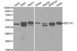 Western blot analysis of extracts of various cell lines, using EEF1A1 antibody. (eEF1A1 Antikörper  (AA 123-462))