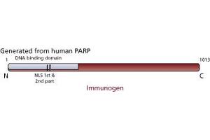 Image no. 2 for anti-Poly (ADP-Ribose) Polymerase 1 (PARP1) (full length) antibody (ABIN967515)
