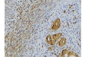 ABIN6276487 at 1/100 staining Human uterus tissue by IHC-P. (RNASE13 Antikörper  (Internal Region))