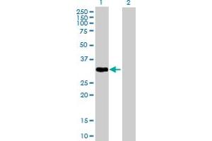 Western Blot analysis of PLSCR1 expression in transfected 293T cell line by PLSCR1 MaxPab polyclonal antibody. (PLSCR1 Antikörper  (AA 1-318))