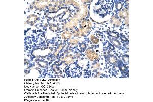 Rabbit Anti-EMG1 Antibody  Paraffin Embedded Tissue: Human Kidney Cellular Data: Epithelial cells of renal tubule Antibody Concentration: 4. (EMG1 Antikörper  (N-Term))