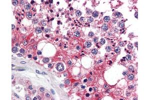 Anti-UIMC1 / RAP80 antibody IHC of human testis.