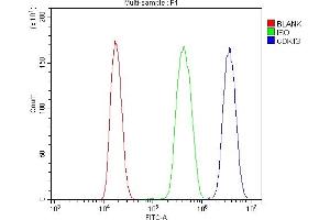 Flow Cytometry analysis of K562 cells using anti-CDK13 antibody (ABIN7599667).