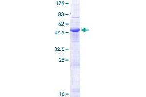 ERGIC2 Protein (AA 1-215) (GST tag)