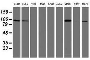 Image no. 2 for anti-Dipeptidyl-Peptidase 9 (DPP9) antibody (ABIN1497903)
