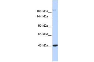 WB Suggested Anti-GRIN2A Antibody Titration:  0. (NMDAR2A Antikörper  (Middle Region))