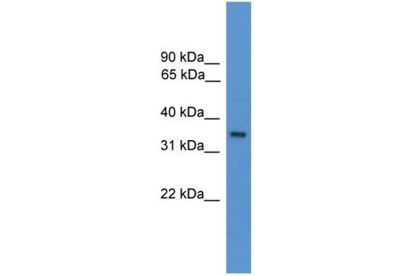 OR1J1 Antikörper  (C-Term)