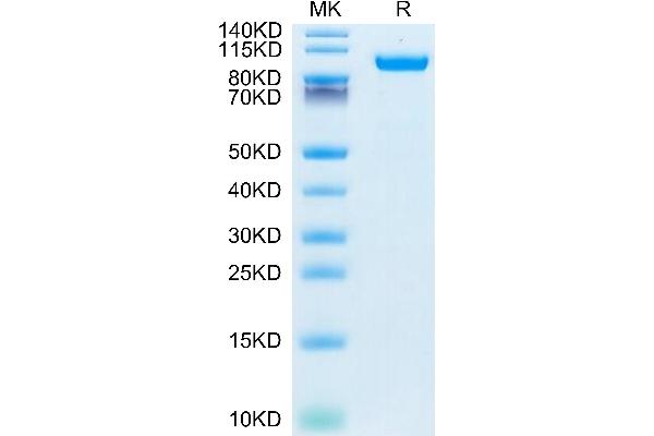 HGFA Protein (AA 36-655) (His tag)