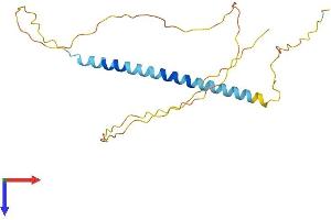 TCEAL4 Protein (AA 1-215) (His tag)