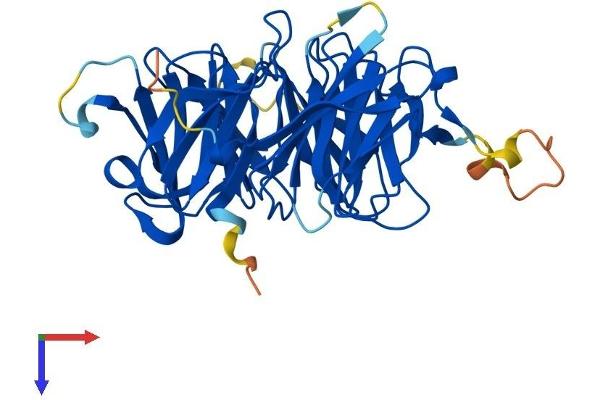 WDR45 Protein (AA 1-360) (His tag)