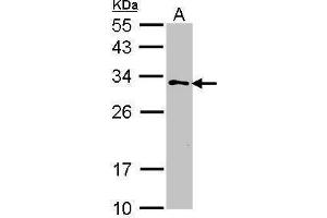 WB Image Sample (30 ug of whole cell lysate) A: 293T 12% SDS PAGE antibody diluted at 1:1000 (GSTZ1 Antikörper)