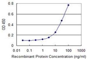 Detection limit for recombinant GST tagged PKMYT1 is 1 ng/ml as a capture antibody. (PKMYT1 Antikörper  (AA 400-499))