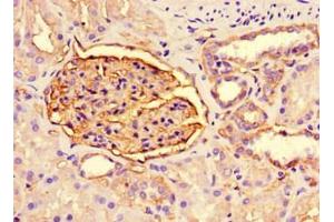 Immunohistochemistry of paraffin-embedded human kidney tissue using ABIN7163728 at dilution of 1:200