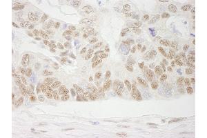 Immunohistochemistry (IHC) image for anti-Cofactor of BRCA1 (COBRA1) (AA 530-580) antibody (ABIN7448942) (COBRA1 Antikörper  (AA 530-580))
