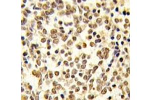 Immunohistochemistry (IHC) image for anti-Mitogen-Activated Protein Kinase 7 (MAPK7) (AA 776-805) antibody (ABIN3031834)