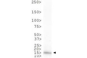 Western Blot of Rabbit Anti-Histone H3 [Monomethyl Lys4] Antibody. (Histone 3 Antikörper  (H3K4me))