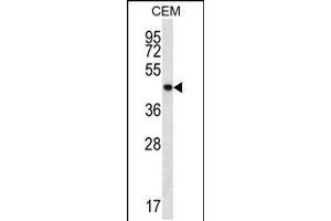 Western blot analysis in CEM cell line lysates (35ug/lane). (PTPN2 Antikörper  (C-Term))