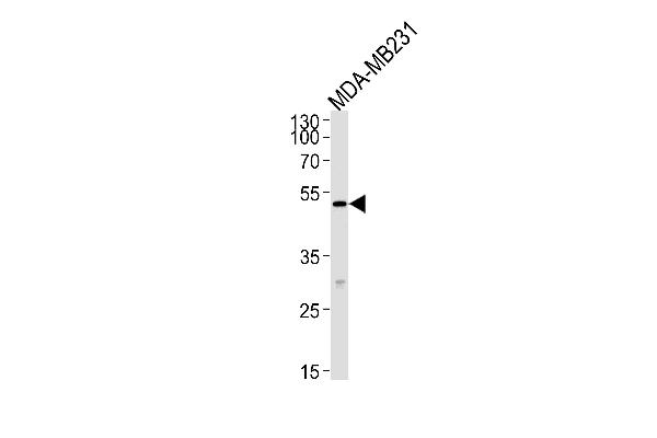 MICA Antikörper  (AA 68-97)