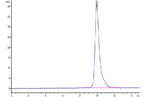 The purity of Biotinylated Human LILRB4 Domain 1 is greater than 95 % as determined by SEC-HPLC. (LILRB4 Protein (AA 22-118) (His-Avi Tag,Biotin))