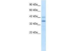 WB Suggested Anti-PRR7 Antibody Titration:  0.