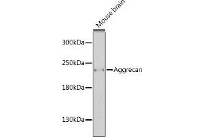Western blot analysis of extracts of mouse brain, using Aggrecan antibody  at 1:1000 dilution. (Aggrecan Antikörper  (AA 350-450))