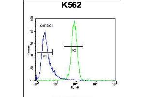 Flow cytometric analysis of K562 cells (right histogram) compared to a negative control cell (left histogram). (MCHR1 Antikörper  (C-Term))