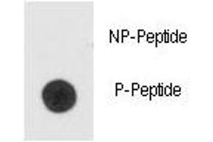 Dot blot analysis of phospho-Bad antibody. (BAD Antikörper  (pSer99))