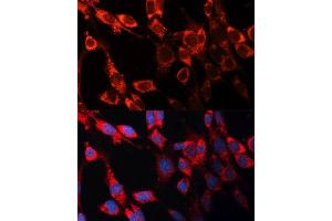 Immunofluorescence analysis of NIH/3T3 cells using CASP3 antibody. (Caspase 3 Antikörper  (AA 55-160))