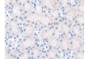 Immunohistochemistry (IHC) image for anti-Gonadotropin-Releasing Hormone 1 (Luteinizing-Releasing Hormone) (GNRH1) (AA 22-90) antibody (ABIN7429916)