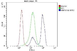 Flow Cytometry analysis of K562 cells using anti-HnRNP A1 antibody (ABIN4886621). (HNRNPA1 Antikörper  (N-Term))