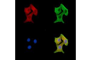 ABIN7096619 and ABIN7100683 staining HepG2 cells by IF/ICC. (SPCS3 Antikörper)