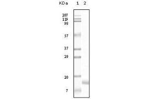 Western Blot showing SNCG antibody used against truncated SNCG recombinant protein. (SNCG Antikörper)