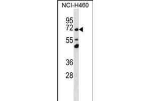 T Antibody (N-term) (ABIN656337 and ABIN2845637) western blot analysis in NCI- cell line lysates (35 μg/lane). (TMEM181 Antikörper  (N-Term))