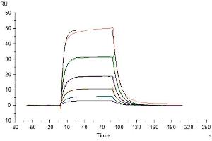 Human IL-3, hFc Tag captured on CM5 Chip via Protein A can bind Human IL-3 R alpha, His Tag with an affinity constant of 0. (IL-3 Protein (AA 20-152) (Fc Tag))