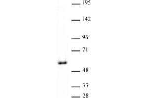 GATA-4 antibody (pAb) tested by Western blot.