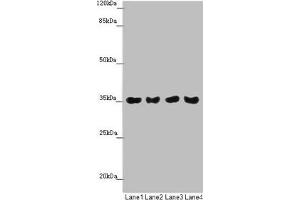 Western blot All lanes: TOMM34 antibody at 1. (TOMM34 Antikörper  (AA 1-309))