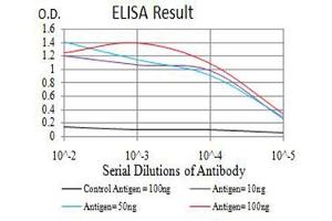 Black line: Control Antigen (100 ng),Purple line: Antigen (10 ng), Blue line: Antigen (50 ng), Red line:Antigen (100 ng) (TFAP2A Antikörper  (AA 105-211))