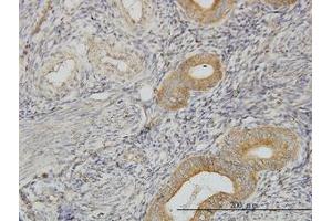 Image no. 3 for anti-PIH1 Domain Containing 1 (PIH1D1) (AA 1-291) antibody (ABIN599262) (PIH1D1 Antikörper  (AA 1-291))