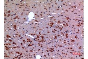 Immunohistochemistry (IHC) analysis of paraffin-embedded Rat Brain, antibody was diluted at 1:100. (HSP90 Antikörper  (Lys284, Lys292))